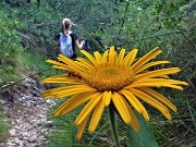 73 Doronicum grandiflorum (Doronico dai fiori grandi)